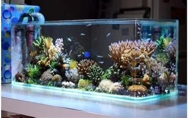 觀賞魚的種類有哪些：紅綠燈魚,觀賞魚,紅綠燈魚觀賞魚品種