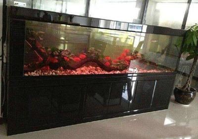 觀賞魚的種類有哪些：紅綠燈魚,觀賞魚,紅綠燈魚觀賞魚品種