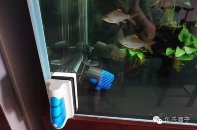 選擇一款合適的觀賞魚缸水泵是確保魚缸生態(tài)系統(tǒng)健康運行的關鍵步驟：如何選擇一款合適的觀賞魚缸水泵