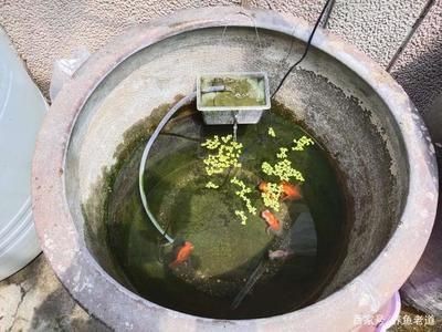選擇一款合適的觀賞魚缸水泵是確保魚缸生態(tài)系統(tǒng)健康運行的關鍵步驟：如何選擇一款合適的觀賞魚缸水泵