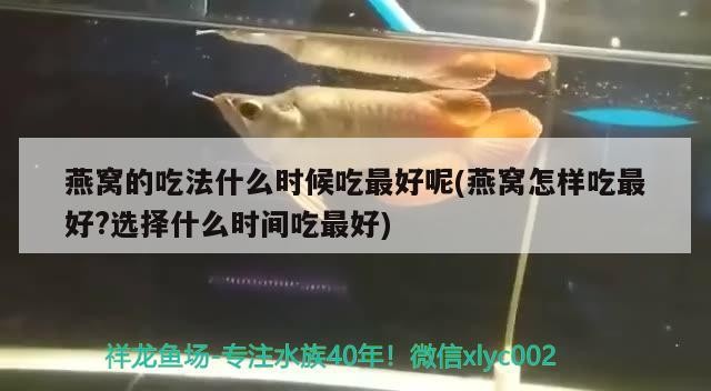 南寧市船長寵物店