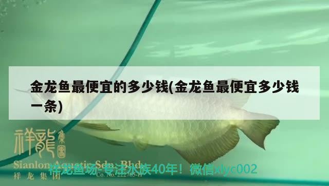 南寧市船長寵物店