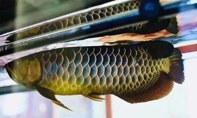三十公分金龍魚顏色變了沒有（金龍魚的顏色變化是一個(gè)復(fù)雜的生理過程）