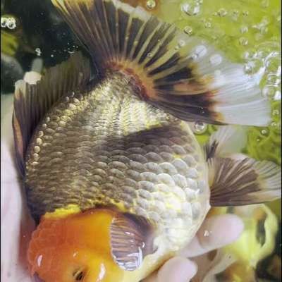 三十公分金龍魚顏色變了沒有（金龍魚的顏色變化是一個(gè)復(fù)雜的生理過程）
