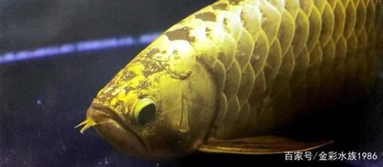 三十公分金龍魚顏色變了沒有（金龍魚的顏色變化是一個(gè)復(fù)雜的生理過程）