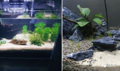 底砂過濾魚缸（關于底砂過濾魚缸的詳細信息）