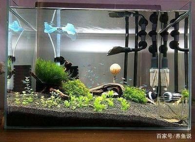 底砂過濾魚缸（關(guān)于底砂過濾魚缸的詳細(xì)信息）