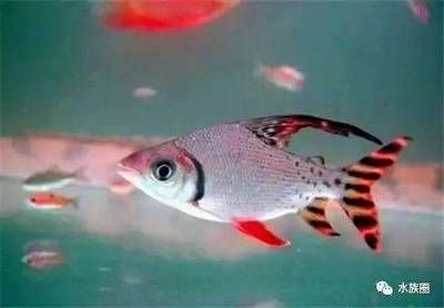 紅色的龍魚配魚（什么魚適合和紅龍魚一起養） 紅色的龍魚配魚（什么魚適合和紅龍魚一起養） 龍魚百科 第4張