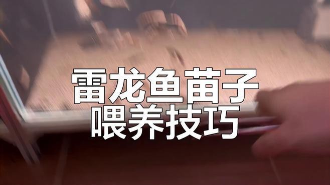 淡水海龍魚能吃紅蟲嗎視頻講解