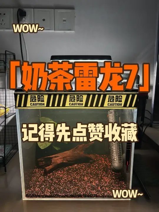 淡水海龍魚能吃紅蟲嗎視頻講解