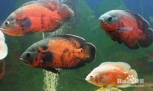 如何穩(wěn)定魚(yú)缸水溫：穩(wěn)定魚(yú)缸水溫是養(yǎng)魚(yú)的關(guān)鍵