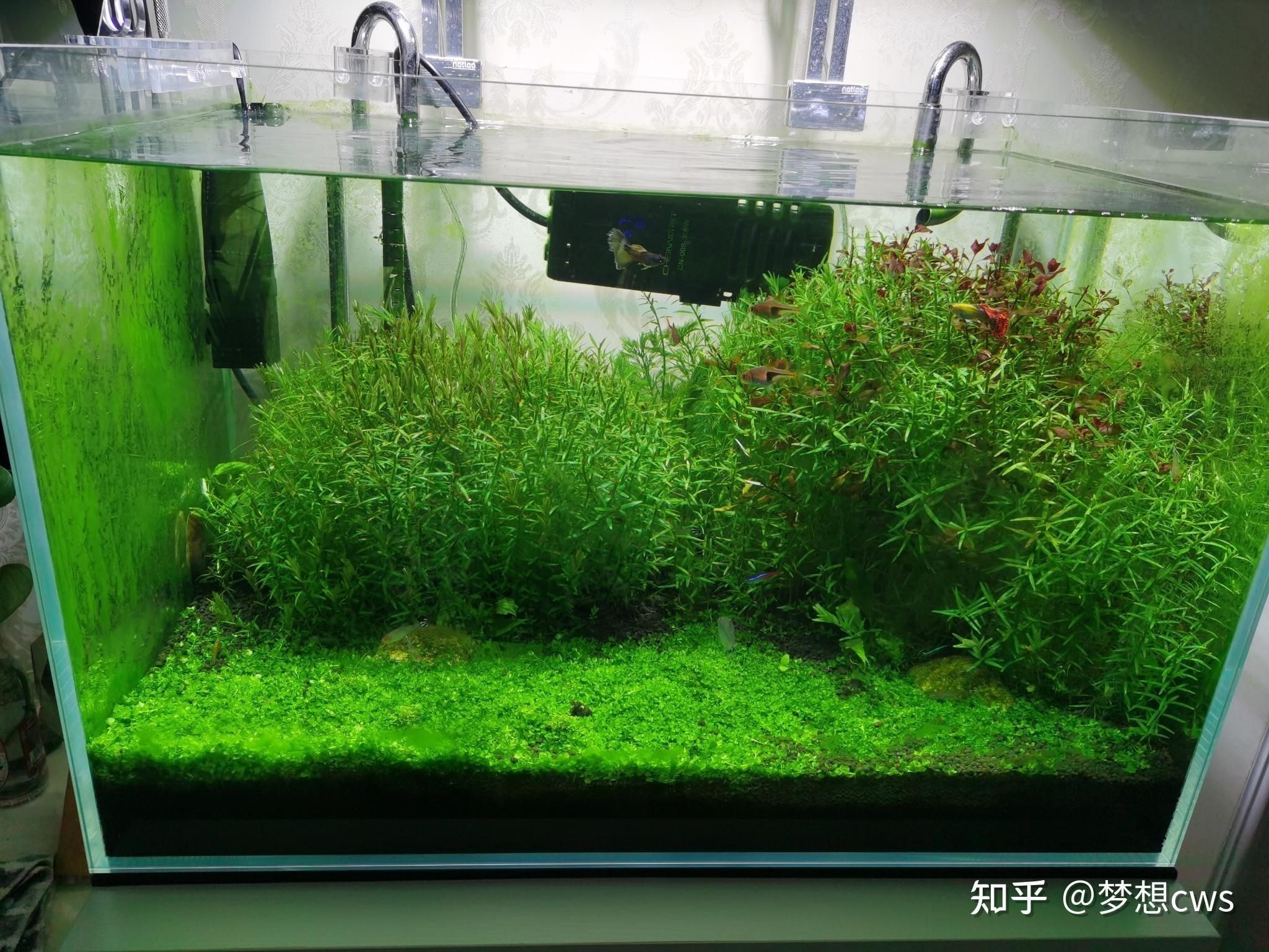 杭州吳山花鳥城龍運(yùn)水族店(杭州吳山花鳥城龍運(yùn)水族店電話) 全國(guó)水族館企業(yè)名錄 第4張 杭州吳山花鳥城龍運(yùn)水族店(杭州吳山花鳥城龍運(yùn)水族店電話) 杭州吳山花鳥城龍運(yùn)水族店(杭州吳山花鳥城龍運(yùn)水族店電話) 全國(guó)水族館企業(yè)名錄 第4張