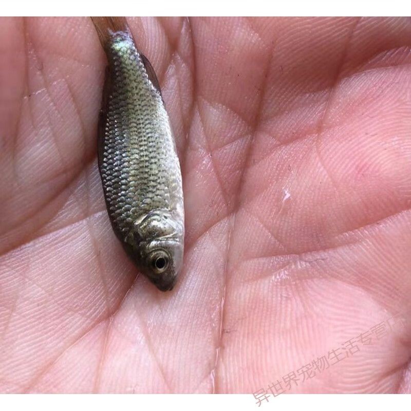 二十五厘米龍魚一天喂多少飼料合適（二十五厘米金龍魚一天喂多少飼料合適）
