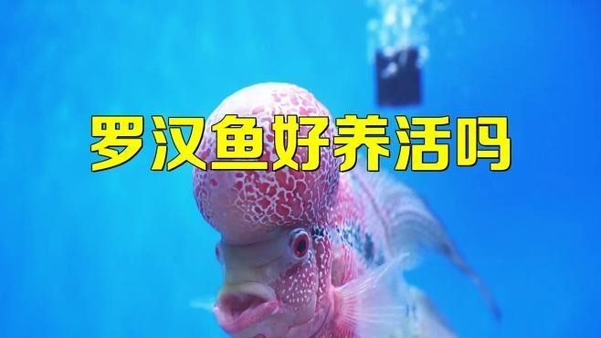 雷龍魚好養(yǎng)還是羅漢魚好養(yǎng) 雷龍魚好養(yǎng)還是羅漢魚好養(yǎng) 龍魚百科 第6張