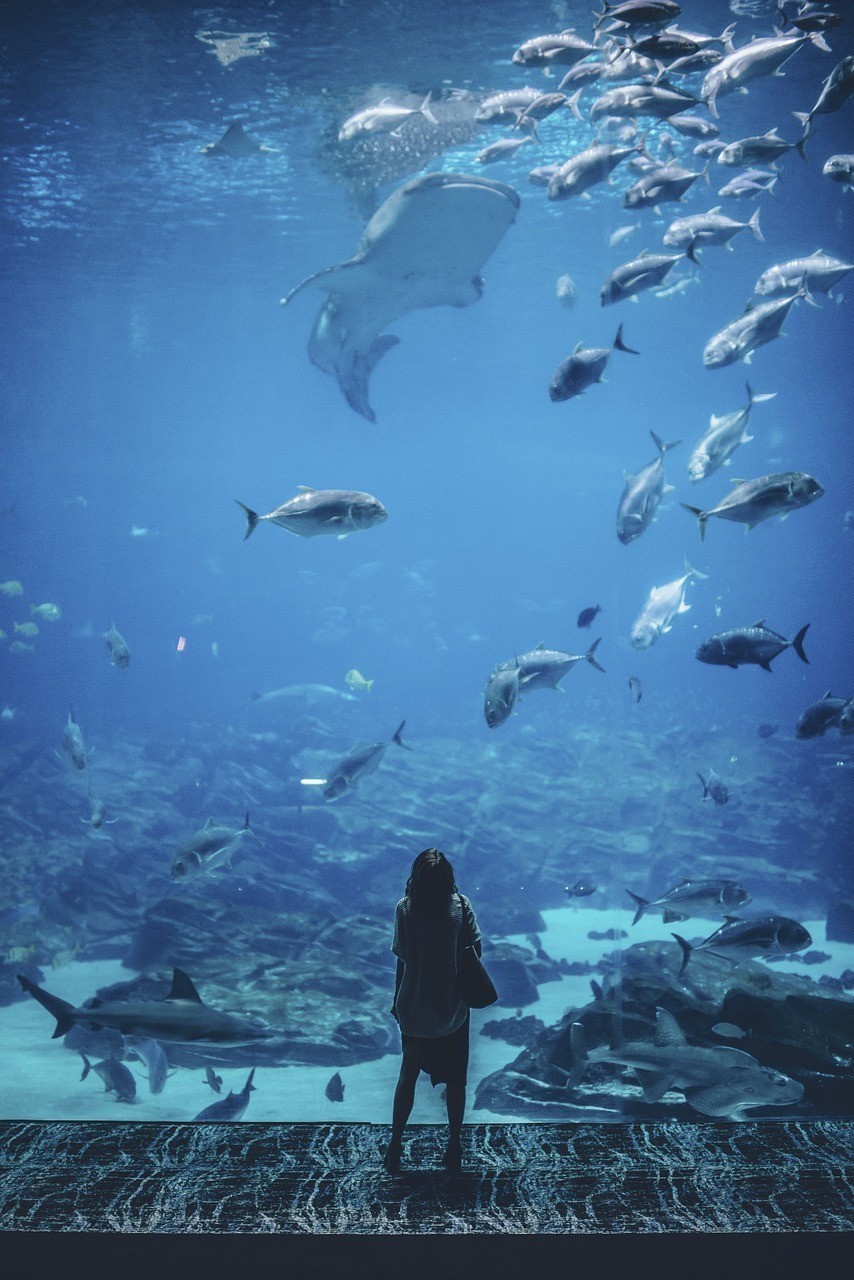 關于上海市普陀區張書旺水族館的調查問卷