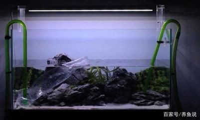 廈門魚缸哪里有賣的銀龍魚好養嗎：廈門魚缸哪里有賣的啊