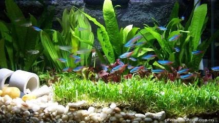 廈門魚缸哪里有賣的銀龍魚好養嗎：廈門魚缸哪里有賣的啊