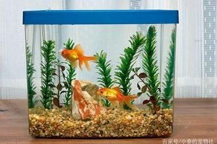 廣西南寧市魚(yú)缸批發(fā)市場(chǎng)在南寧市魚(yú)缸批發(fā)市場(chǎng)在哪里：南寧魚(yú)缸批發(fā)市場(chǎng)