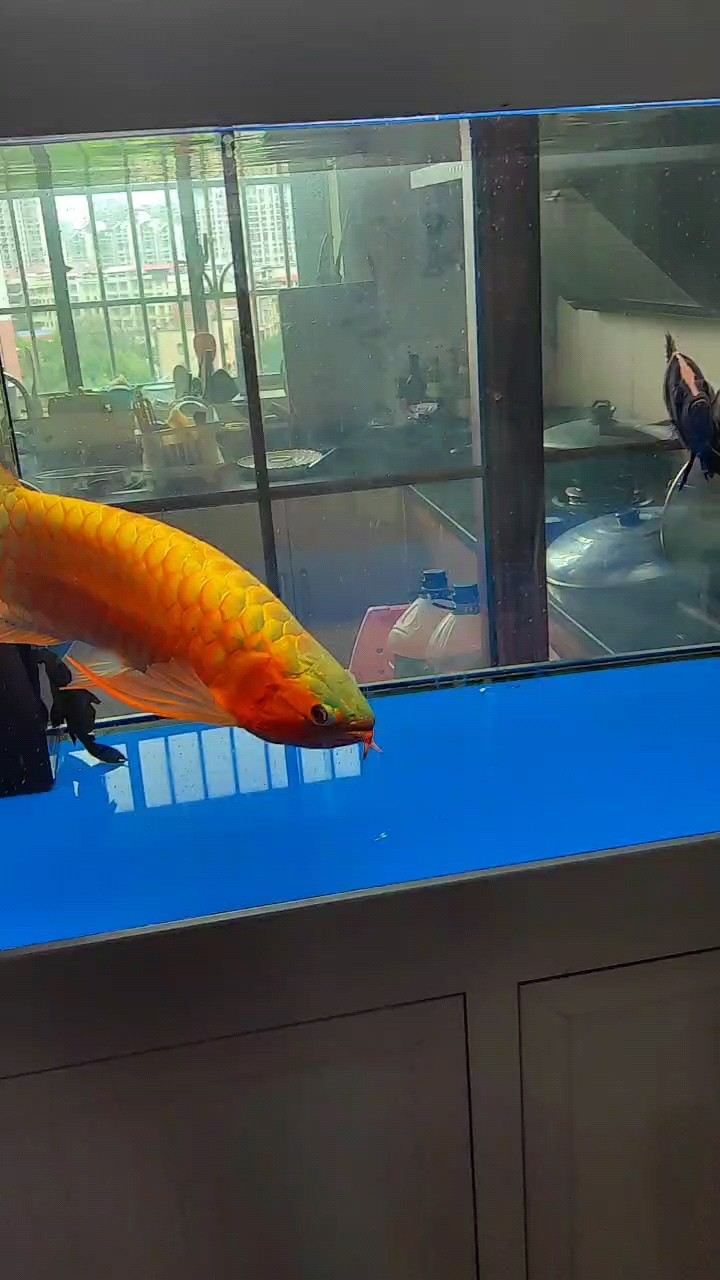 六一匯演 六一匯演 龍魚論壇 第1張