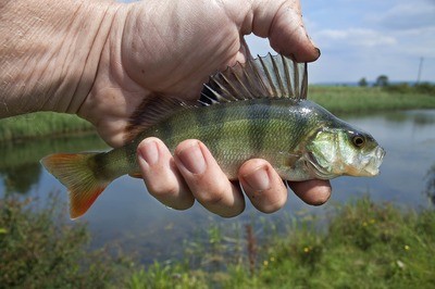 頂級龍魚價格多少（紅龍魚價格走勢：頂級紅龍魚價格高達數千元一條）