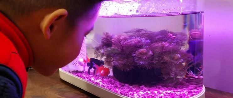 畫法幾何魚缸說明書視頻：如何通過簡單的畫法幾何技巧來制作一個魚缸 畫法幾何魚缸說明書視頻：如何通過簡單的畫法幾何技巧來制作一個魚缸 魚缸百科 第5張