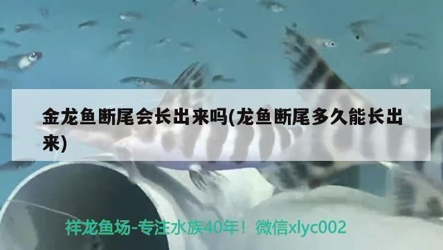 紅龍魚魚鰭是不是自行斷尾的呢（紅龍魚斷鰭后如何護理）
