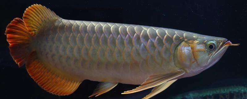 紅龍魚魚鰭是不是自行斷尾的呢（紅龍魚斷鰭后如何護理）