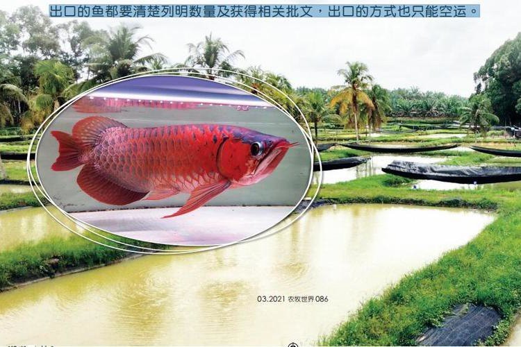 有哪些正規的橙紅龍魚養殖場？ 有哪些正規的橙紅龍魚養殖場？ 龍魚百科 第3張