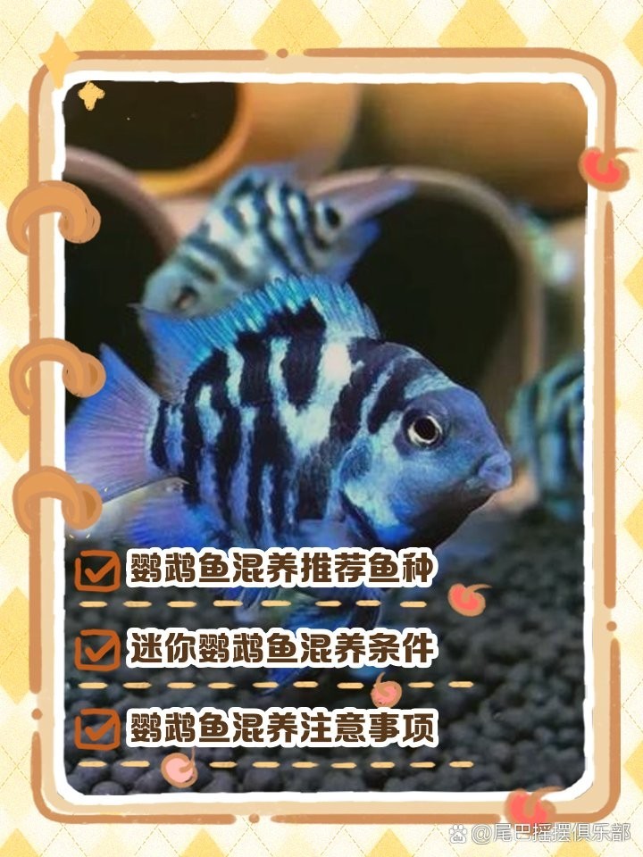 銀龍魚和羅漢魚能混養(yǎng)嗎
