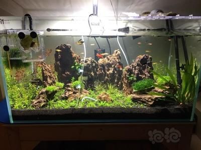 適合放在魚缸上面的植物：水培植物的養護技巧 適合放在魚缸上面的植物：水培植物的養護技巧 魚缸百科 第3張