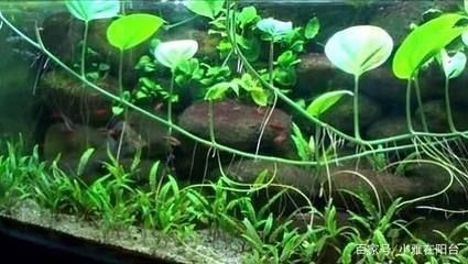 適合放在魚缸上面的植物：水培植物的養護技巧 適合放在魚缸上面的植物：水培植物的養護技巧 魚缸百科 第1張