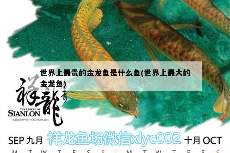 世界上最貴的金龍魚是什么魚(世界上最大的金龍魚) 世界上最貴的金龍魚是什么魚(世界上最大的金龍魚) 魚缸百科