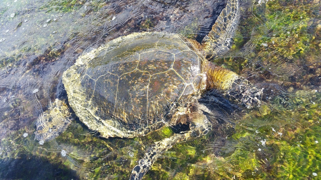 瀘水益水源水族館