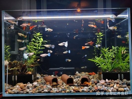 魚缸水質監測與自動清潔裝置配合：智能魚缸水質監測與自動清潔裝置的設計方案介紹