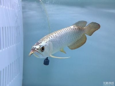 最便宜的龍魚（最便宜的龍魚是什么？） 最便宜的龍魚（最便宜的龍魚是什么？） 龍魚百科 第3張
