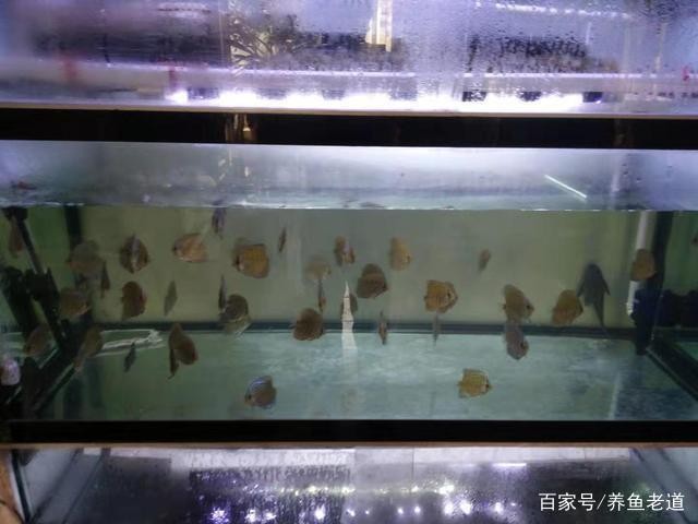 <strong><mark>平邑</mark></strong>縣柏林鎮風彩水族店（<strong><mark>平邑</mark></strong>縣柏林鎮風彩水族店電話）