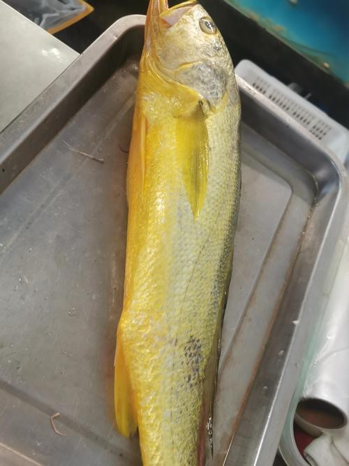 潮汕金龍魚是什么魚圖片大全