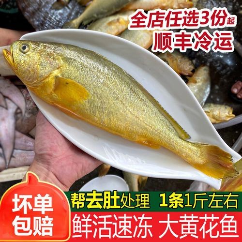 潮汕金龍魚是什么魚圖片大全