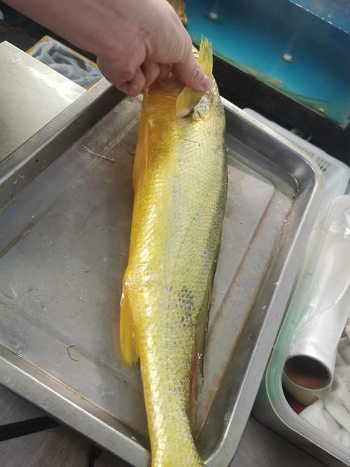 潮汕金龍魚是什么魚圖片大全