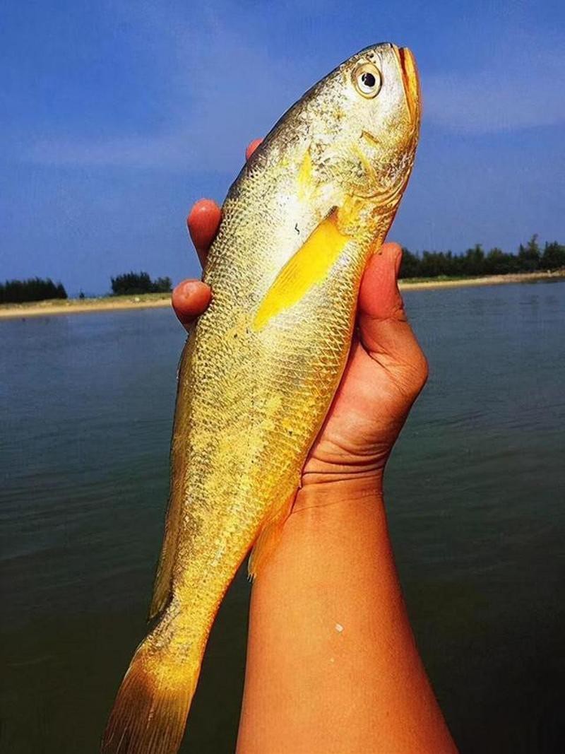潮汕金龍魚是什么魚圖片大全
