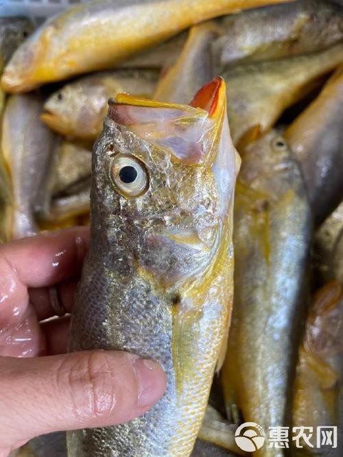 潮汕金龍魚是什么魚圖片大全