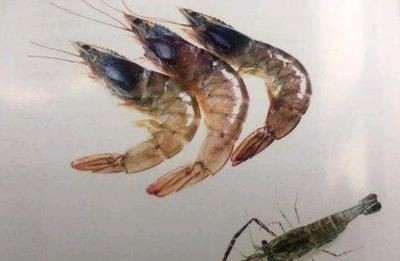 龍魚吃蝦好消化嗎，龍魚吃蝦是否好消化 龍魚吃蝦好消化嗎，龍魚吃蝦是否好消化 龍魚百科