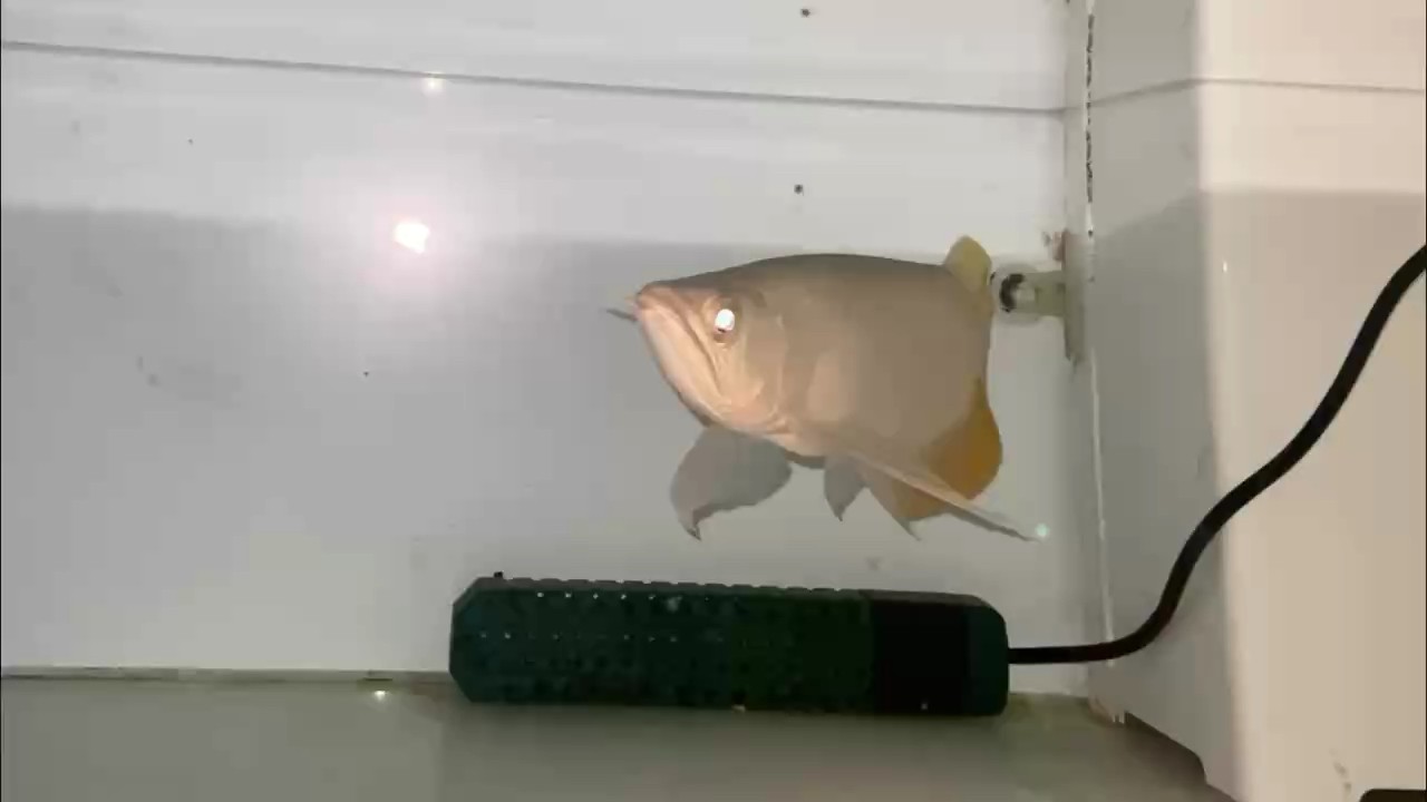 很不錯的一尾魚