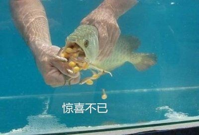 金龍魚幼年多大能繁殖（金龍魚的繁殖年齡與其性別有關，） 金龍魚幼年多大能繁殖（金龍魚的繁殖年齡與其性別有關，） 龍魚百科 第5張