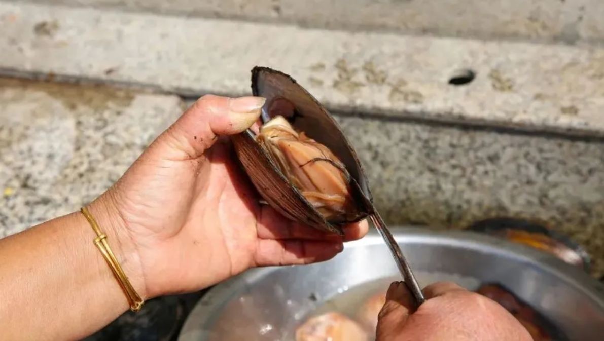 河蚌與魚缸寄生蟲問題的相關(guān)視頻：關(guān)于河蚌與魚缸寄生蟲問題的相關(guān)視頻