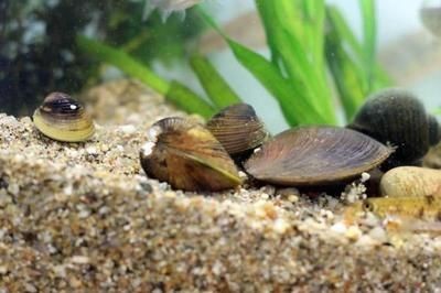 河蚌與魚缸寄生蟲問題的相關(guān)視頻：關(guān)于河蚌與魚缸寄生蟲問題的相關(guān)視頻