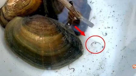河蚌與魚缸寄生蟲問題的相關(guān)視頻：關(guān)于河蚌與魚缸寄生蟲問題的相關(guān)視頻