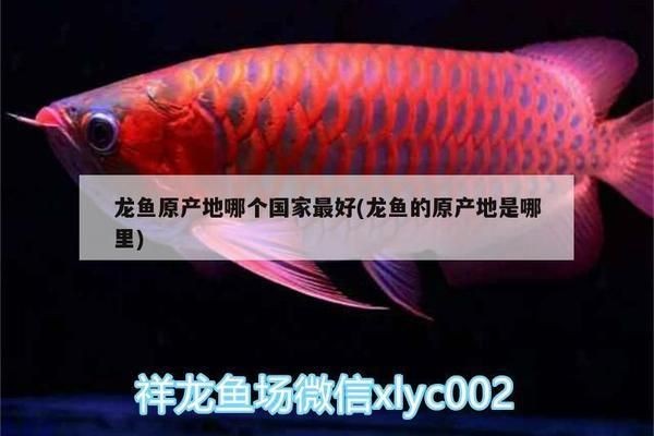 龍魚原產地哪個國家最多：龍魚原產地國家