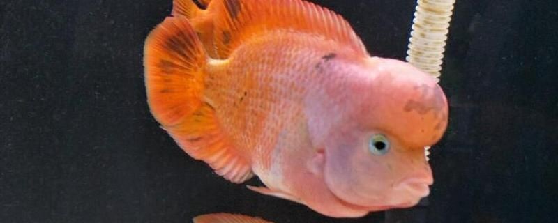 紅馬羅漢魚用多大的魚缸（如何選擇羅漢魚的魚缸材質）