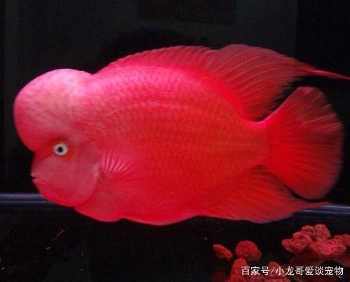 紅馬羅漢魚用多大的魚缸（如何選擇羅漢魚的魚缸材質）
